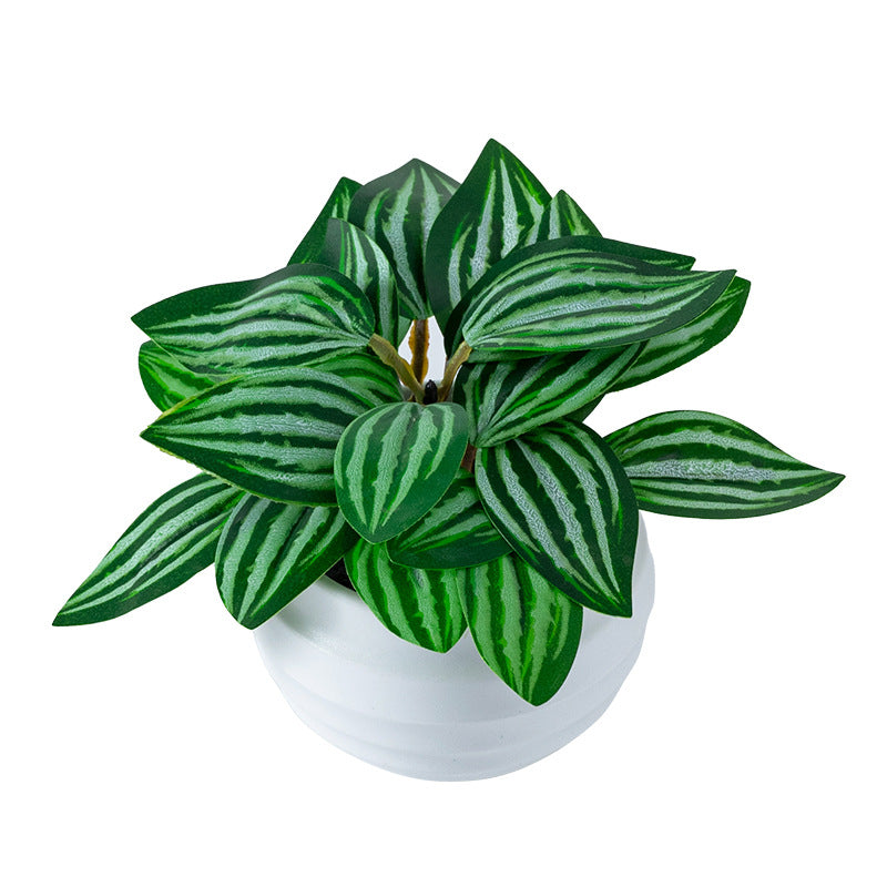 Striped Green Peperomia (Artificial Plant)