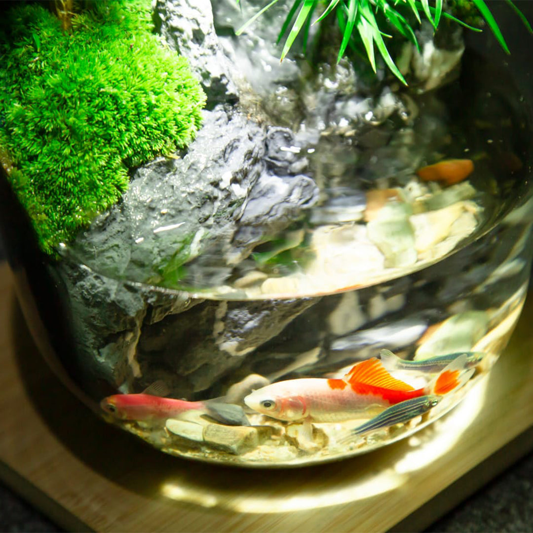 PlantPico™ MiniHaven