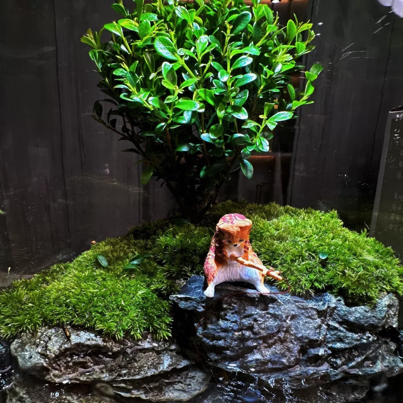 fish tank: succulent terrarium PlantPico Eden's Pond | Aquatic Ecosystem Terrarium