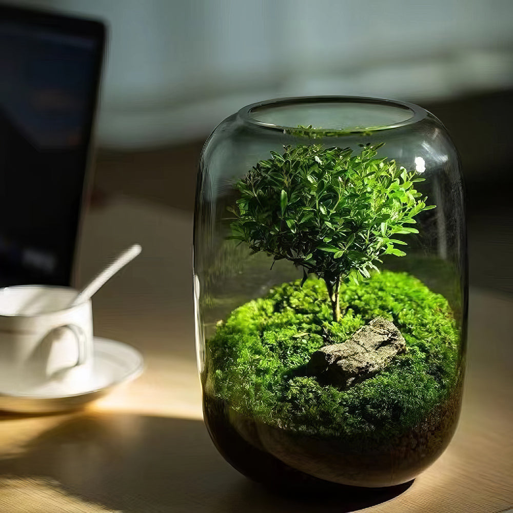 Wisdomtree Terrarium PlantPico Tree of Wisdom | Low-Maintenance Living Terrarium | LED-Lit ...
