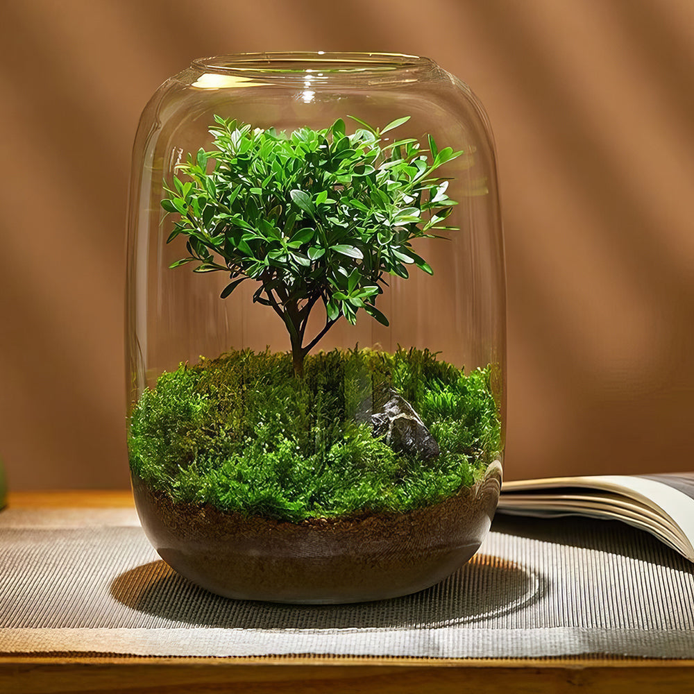 bonsai tree in a terrarium PlantPico™ Tree of Wisdom
