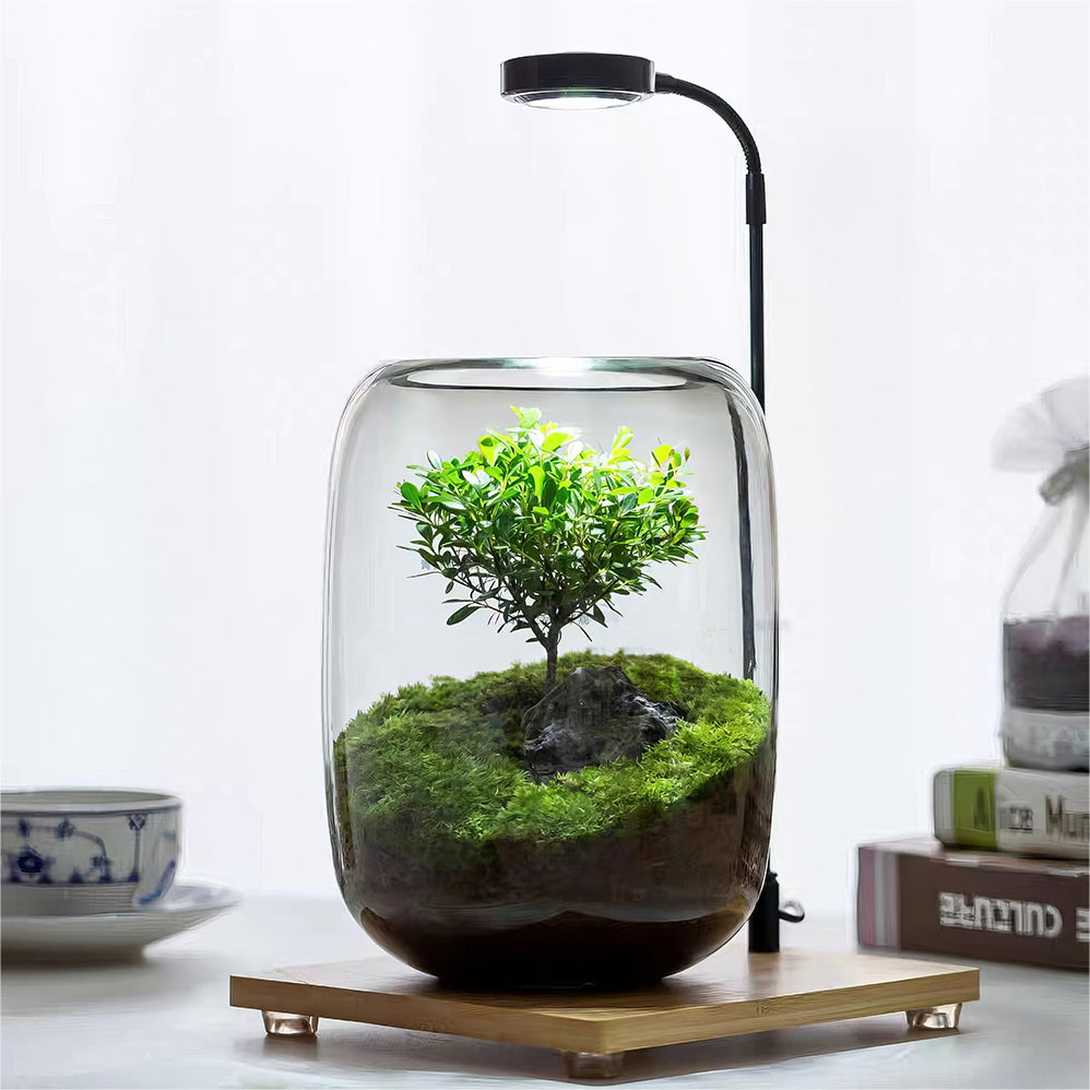 bonsai tree for terrarium PlantPico Tree of Wisdom | Low-Maintenance Living Terrarium