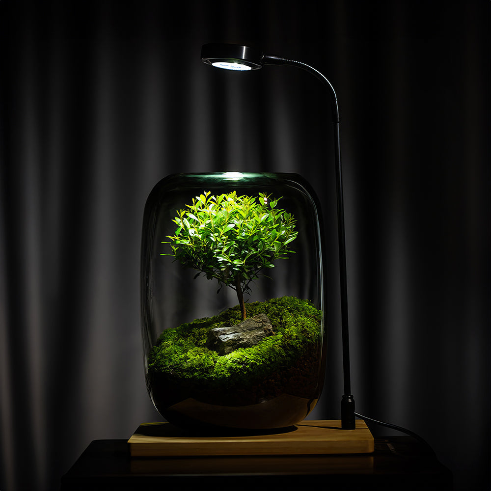 bonsai tree for terrarium PlantPico Tree of Wisdom | Low-Maintenance Living Terrarium